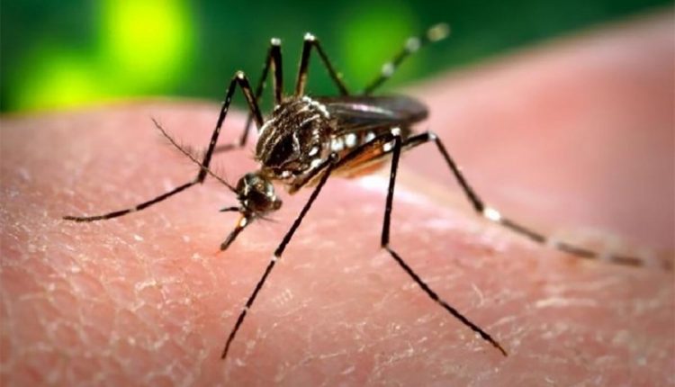 Dengue no Brasil: uma análise dos desafios econômicos e consequências para a força de trabalho - Revista Cipa
