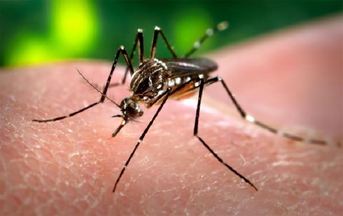 Dengue no Brasil: uma análise dos desafios econômicos e consequências para a força de trabalho - Revista Cipa
