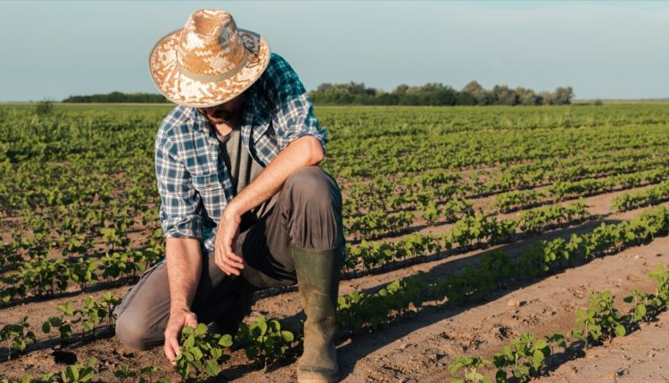 Advogadas explicam a importância de NR-31 para o trabalho no campo - Revista Cipa