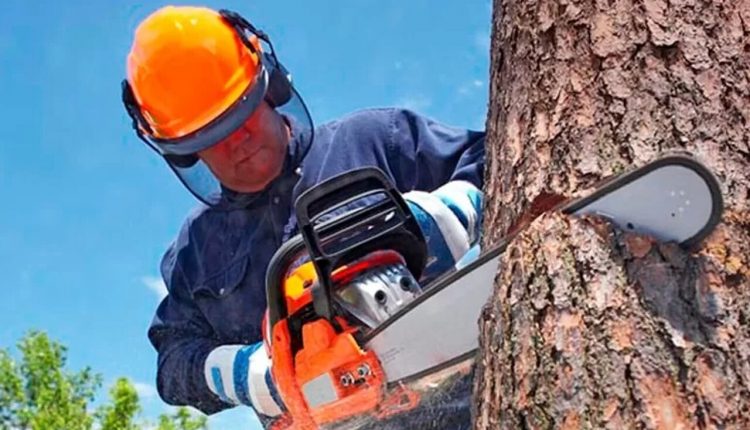 Responsabilidade compartilhada garante mais segurança no trabalho florestal - Revista Cipa