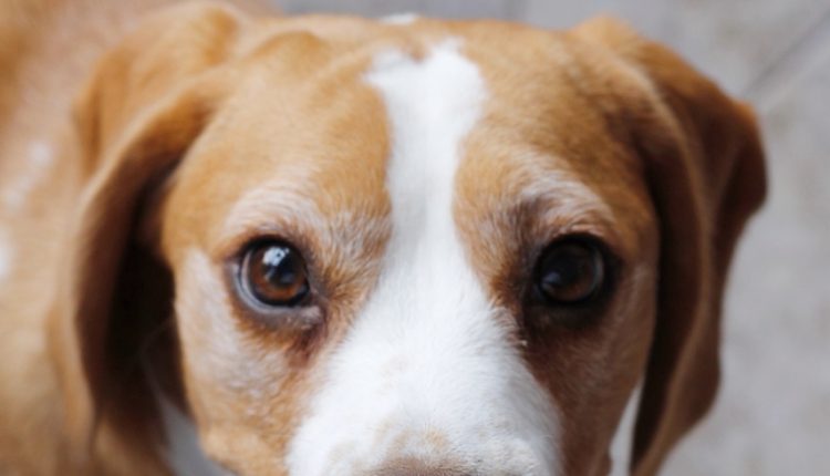 Dos Pets friendly à legislação: empresas investem no engajamento e a busca pela felicidade - Revista Cipa