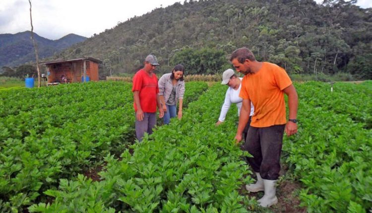 Nova lei traz seguridade especial e mais benefícios para trabalhadores de cooperativas rurais - Revista Cipa